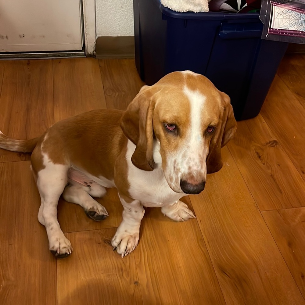 This is my dog I’m not selling him